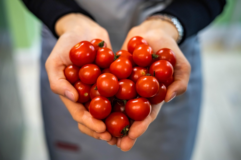 Jak pomidory mogą poprawić twoje zdrowie i samopoczucie? 9 Jak pomidory mogą poprawić twoje zdrowie i samopoczucie?